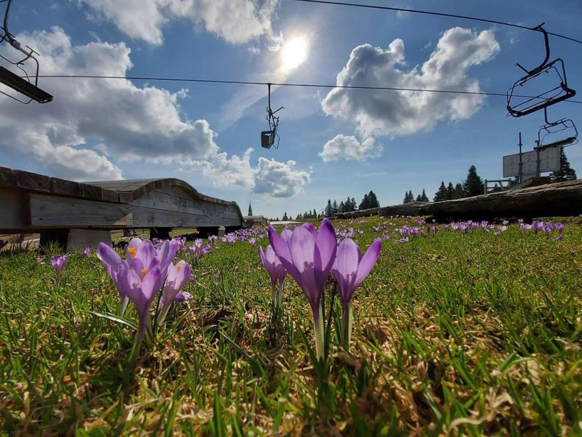 Rogla - Chalet Mojca Pokrajculja Zreče Exteriér fotografie